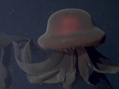 lignja.jpg  lignja.jpg