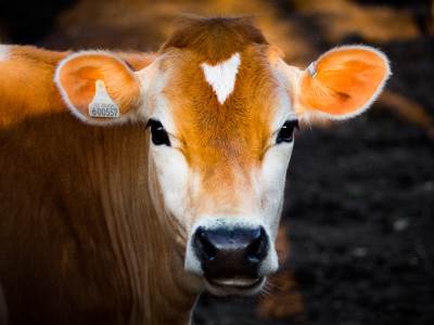 plastika otkrivena u mesu, mleku i krvi krava 