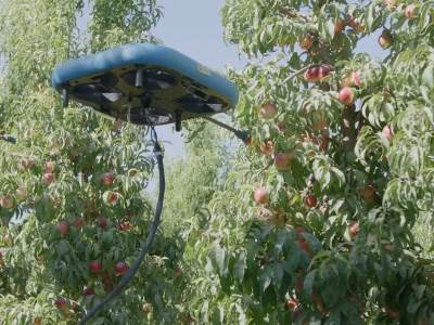 Autonomni roboti dronovi beru voće umesto ljudi 